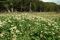 Flowering meadow